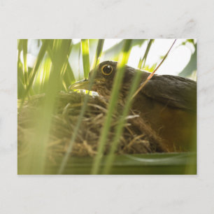 Carte Postale - Sabiá-Laranjeira Nº11