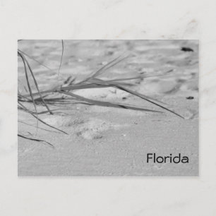 Carte Postale Sable de Floride