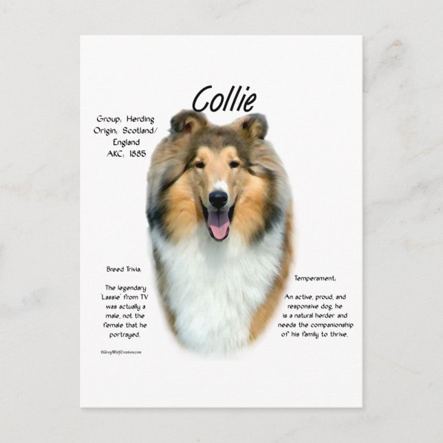 Carte Postale Sable Rough Collie Rencontrez la race (Devant)