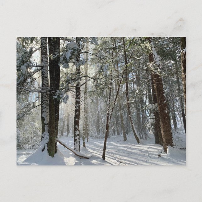 Carte postale Saco Health Preserve Snow (Devant)