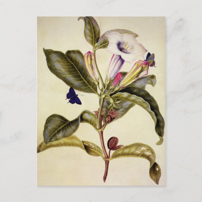 Carte Postale  Sacred datura and blue butterfly  (Devant)