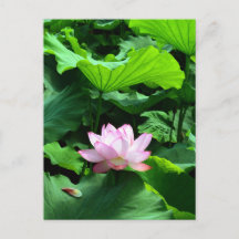 Sacred Lotus : Japon
