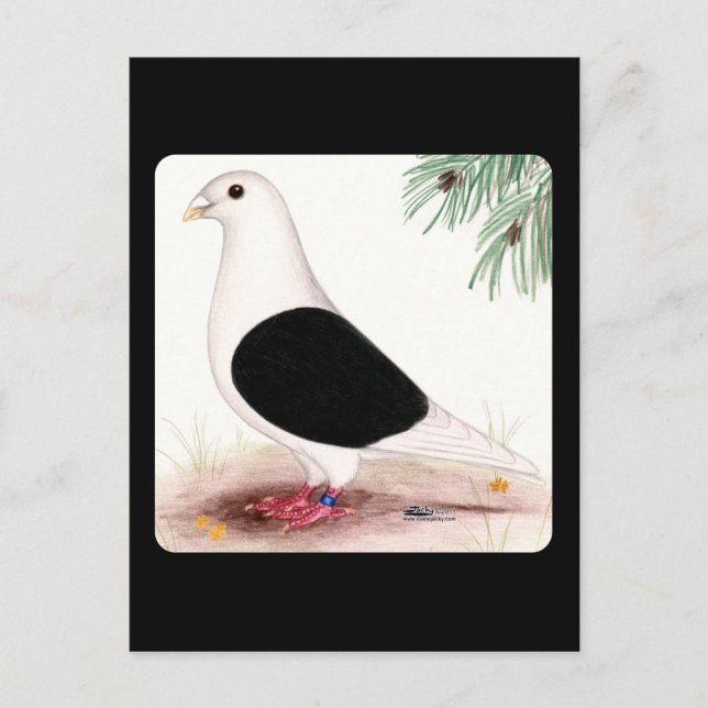 Carte Postale Saddle Homer Pigeon (Devant)