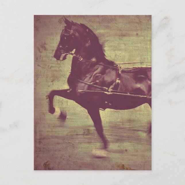 Carte Postale Saddlebred Song (Devant)