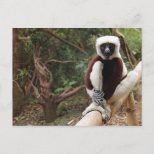 Carte Postale Safaki Lemur Faune de Madagascar