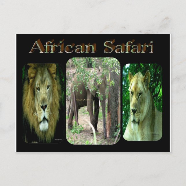 Carte Postale Safari africain (Devant)