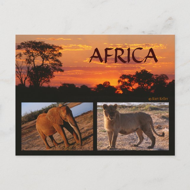 Carte postale Safari africaine (Devant)