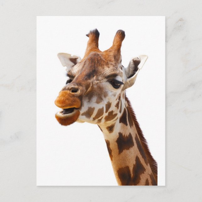 Carte Postale Safari Afrique Jungle Giraffe (Devant)