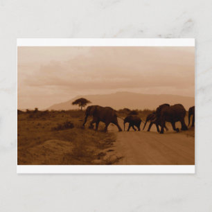 Carte Postale Safari Afrique mignonne Destinée adorable Elephant