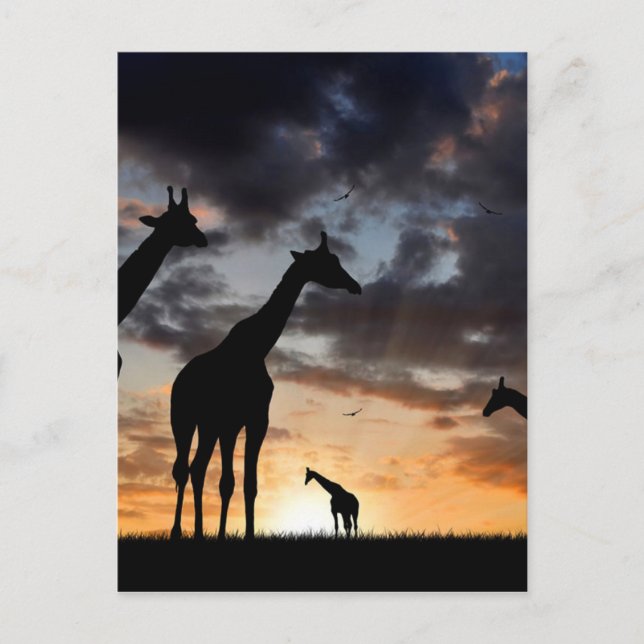 Carte Postale safari au coucher du soleil girafe sauvage silhoue (Devant)