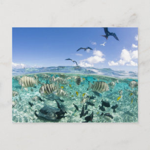 Carte Postale safari sur la lagune avec Stingrays