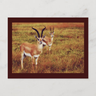 Carte postale safari Thompsons Gazelle