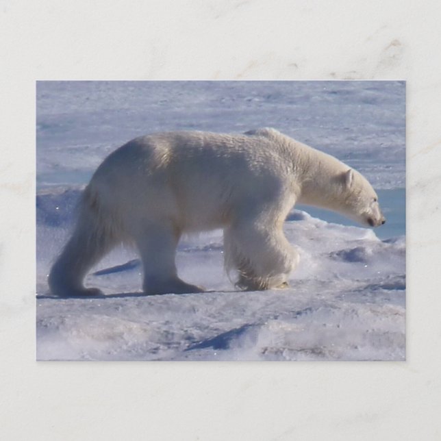 Carte Postale Safe the Polar bears ! (Devant)