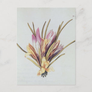 Carte Postale Saffron ou Crocus, de 'La Guirlande de Julie'