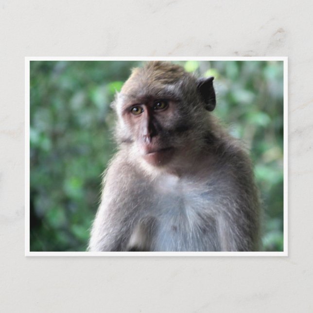 Carte Postale sage macaque (Devant)