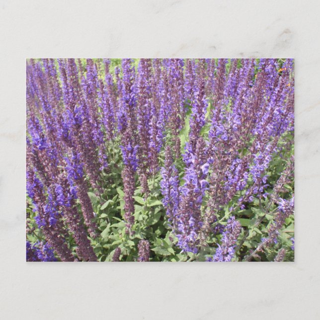 Carte Postale Sage Salvia Nemorosa Ostfriesland (Devant)