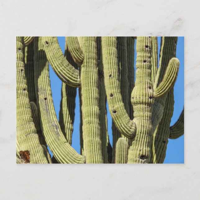 Carte postale Saguaro (Devant)