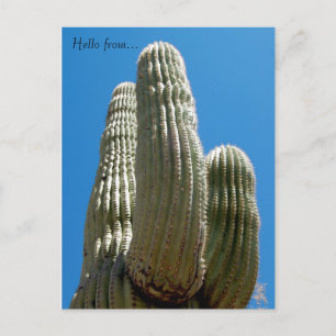 Carte postale Saguaro