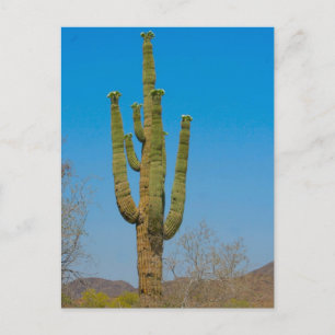 Carte Postale Saguaro Cactus