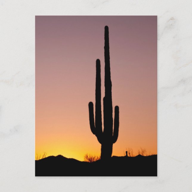 Carte Postale Saguaro Cactus au coucher du soleil (Devant)