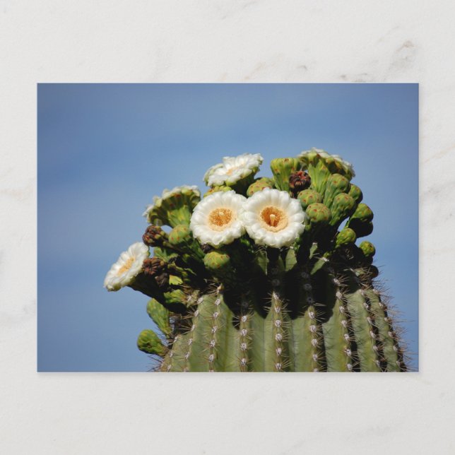 Carte Postale Saguaro Cactus Blossoms (Devant)