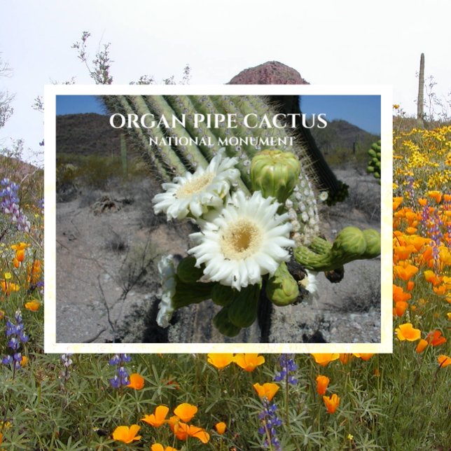 Carte Postale Saguaro Cactus Blossoms Orgue Pipe Cactus Monument (Créateur téléchargé)
