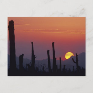 Carte Postale Saguaro Cactus Carnegiea gigantea), coucher du sol