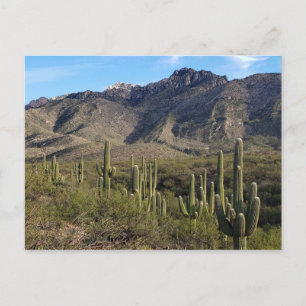 Carte Postale Saguaro Cactus et Catalina Mountains, Tucson AZ