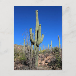 Carte Postale Saguaro Cactus no 1