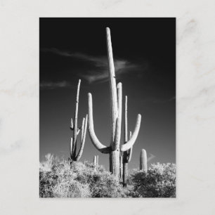 Carte Postale Saguaro Cactus Photo noir et blanc Arizona