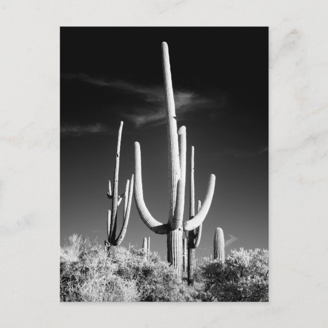 Carte Postale Saguaro Cactus Photo noir et blanc Arizona (Devant)