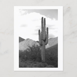 Carte Postale Saguaro Cactus Sonoran Desert B&W