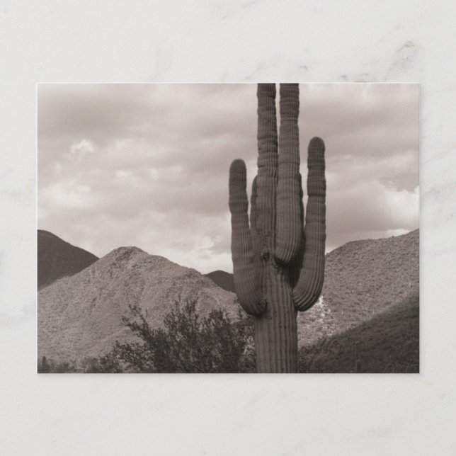 Carte Postale Saguaro Cactus Sonoran Desert B&W (Devant)