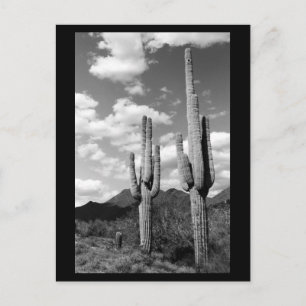 Carte Postale Saguaro Cactus Sonoran Desert B&W