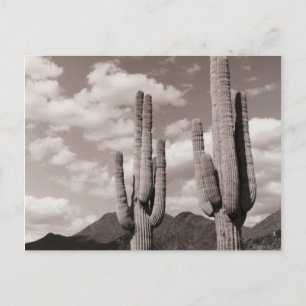 Carte Postale Saguaro Cactus Sonoran Desert B&W
