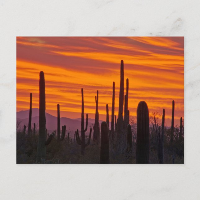 Carte Postale Saguaro, sunset, Saguaro National Park (Devant)