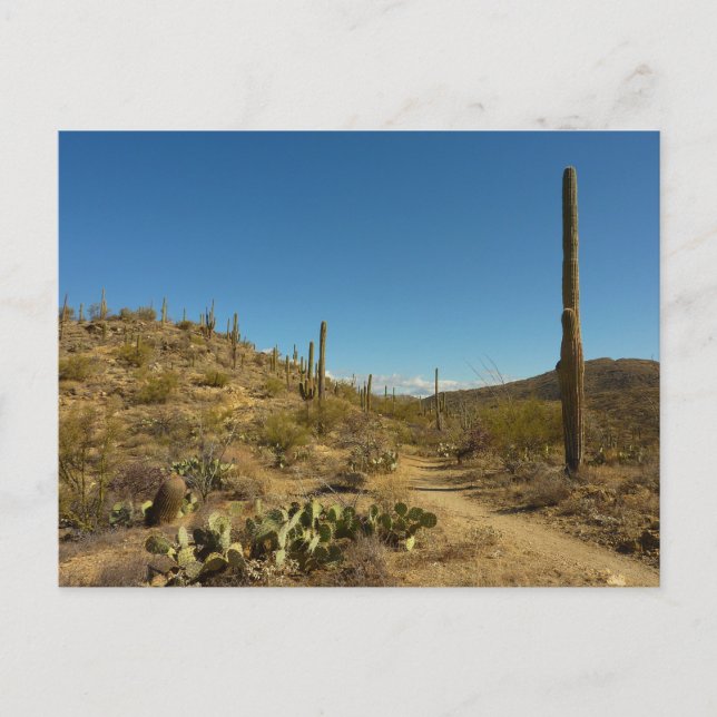 Carte Postale Saguaro's Carillo Trail in Saguaro National Park (Devant)