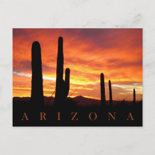 Carte Postale Saguaros Silhouetté Contre Coucher De Soleil Éclai