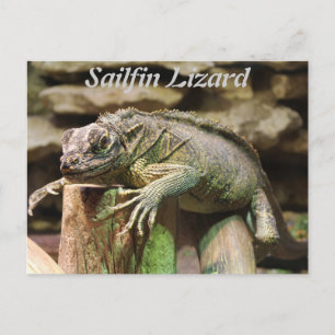 Carte Postale Sailfin Lizard
