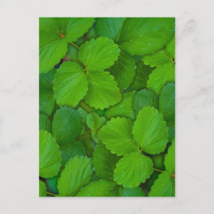 Carte Postale Saint Basil Tulsi Green Mint Feuilles