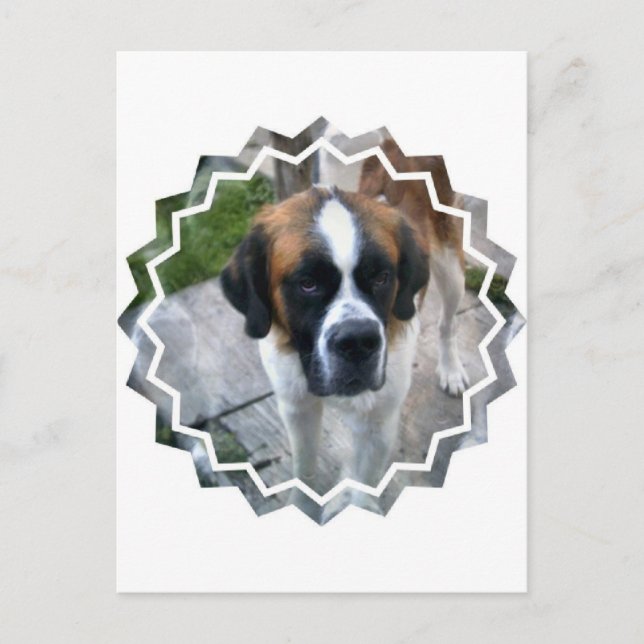 Carte postale Saint Bernard (Devant)