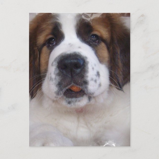 Carte postale Saint Bernard (Devant)