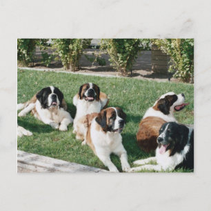 Carte Postale Saint Bernards dans le triage