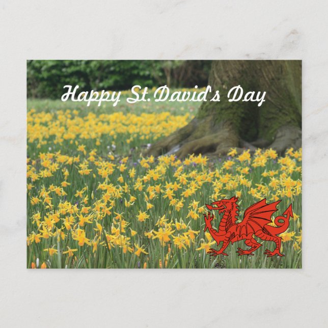 Carte Postale Saint-David's Day Daffodils (Devant)