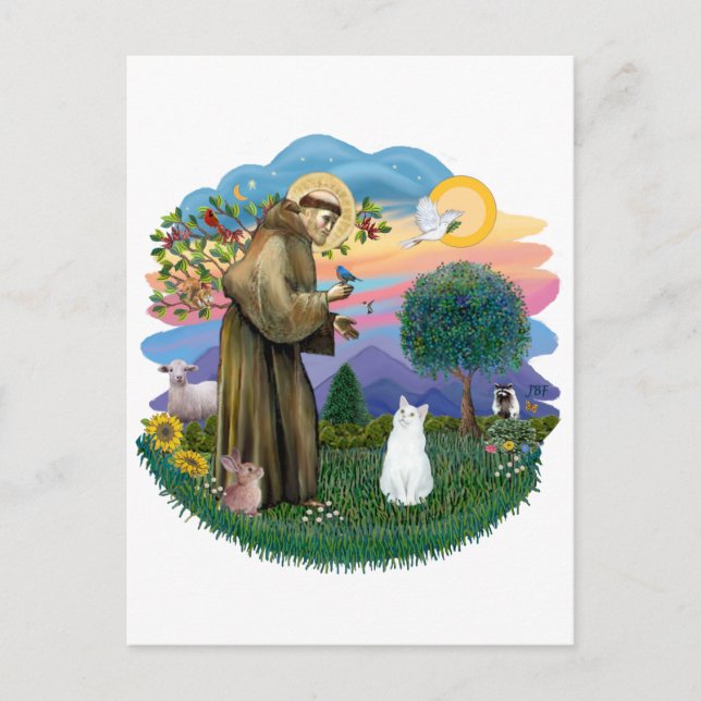 Carte Postale Saint Francis - Chat Blanc (SH Américain) (Devant)