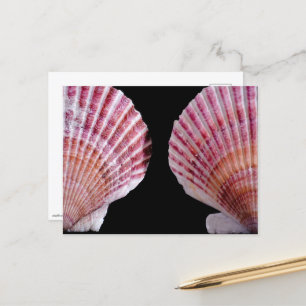 Carte Postale Saint-Jacques roses et orange