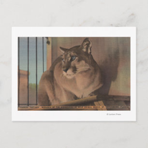 Carte Postale Saint-Pétersbourg, Floride - Photo De Floride