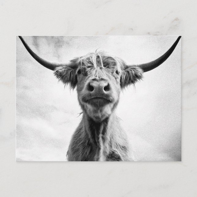 Carte Postale Saint Vache Mesotint Style Art Photographie L (Devant)