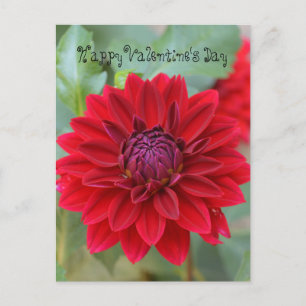 Carte postale Saint Valentin avec dahlia rouge