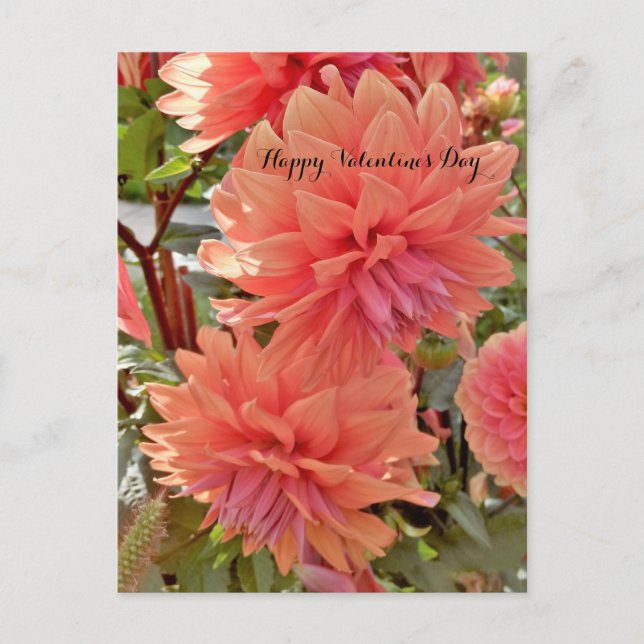 Carte postale Saint-Valentin avec dahlias (Devant)